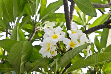 Obraz na płótnie Canvas Tropical flowers frangipani (plumeria)
