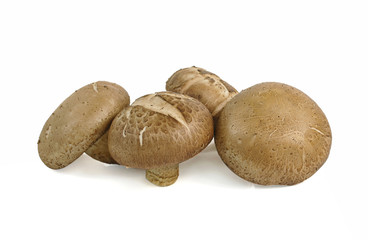 Shiitake mushroom on the White background