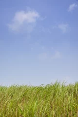 Foto op Plexiglas green reeds with blue sky and clouds © jipen