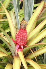 Obraz premium Red pineapple