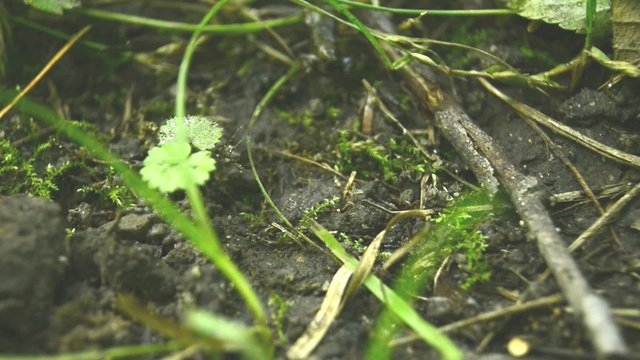 kleiner, winziger Frosch/Kr&ouml;te h&uuml;pft hoch