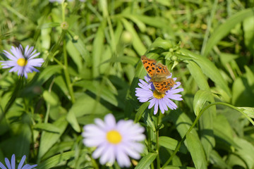 butterfly on a flower