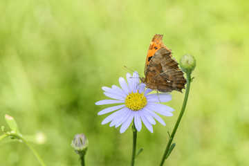 butterfly on a flower