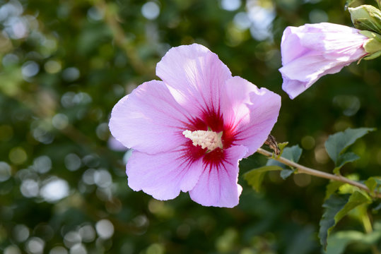 pink rose of sharon