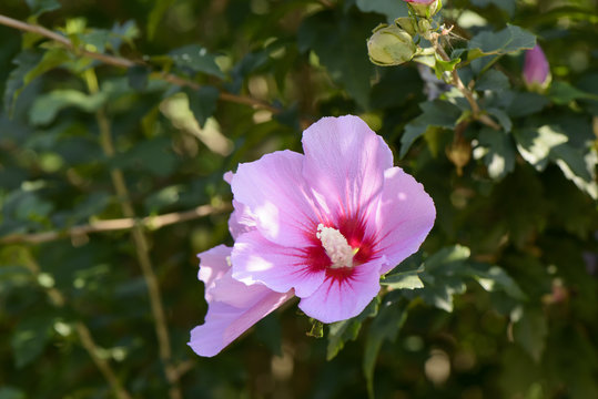 pink rose of sharon