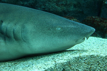 Naklejka premium Nurse shark (Ginglymostoma cirratum) head shot