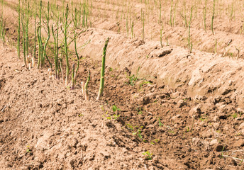 Grüner Spargel zum Stechen