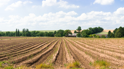 Spargelfeld mit grünen Spargel