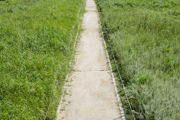 Fototapeta na wymiar lined straight path in a silver grass field