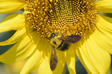 closeup of a bee on a sunflower