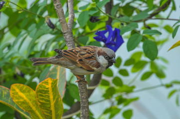 House Sparrow