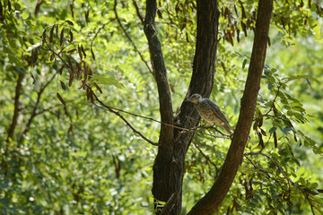 young rufous turtle dove