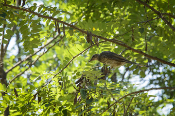 young rufous turtle dove