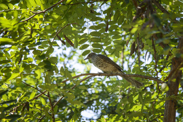 young rufous turtle dove