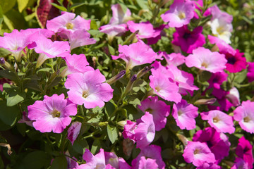 Fototapeta na wymiar closeup of petunia flowers