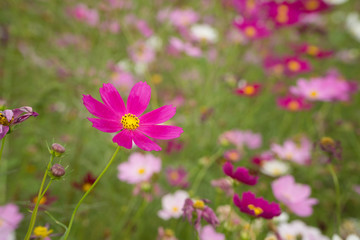 Obraz premium cosmos flowers in a field