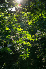green leaves and branches with sunshine