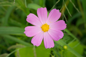 cosmos flower in a field