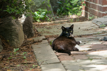 lying stray black cat