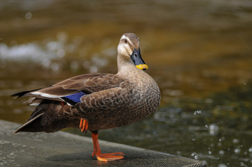 Mallard Duck female