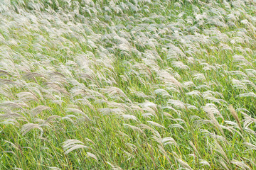 silver grass