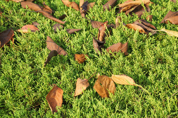 fallen leaves on a juniper tree