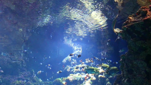 Qu&ecirc;te du requin en eau poissonneuse