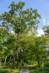 wooden path in a forest