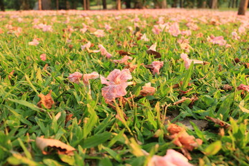 Blossoms on grass