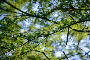 branches with sunshine