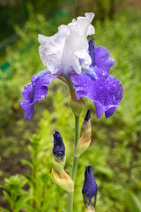 blue and white iris flower on a natural green grass background