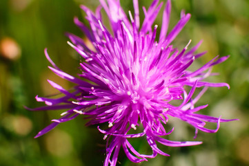 Fiore viola, con insetto sfondo verde prato sfondo cielo