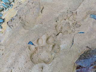 Footprint of jaguar on mud