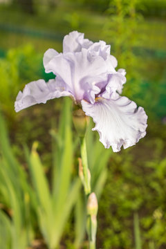 light blue iris flower