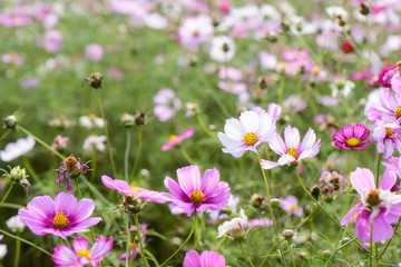 cosmos flowers in a field
