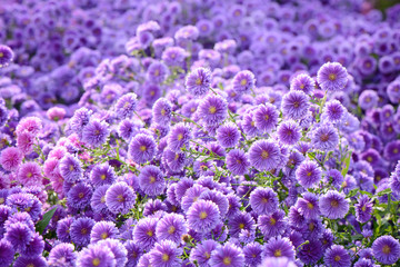small purple chrysanthemum flowers