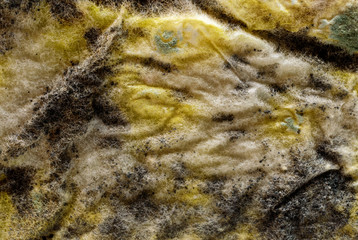 mold on bread, background