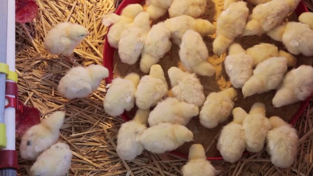 New born chicks at farm