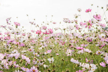 Obraz na płótnie Canvas cosmos flowers in a field