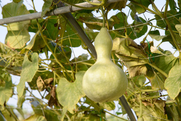 fresh gourds