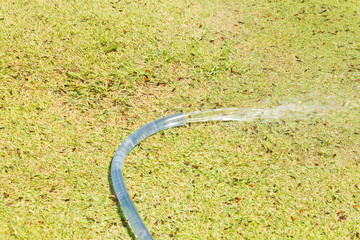 Watering hose on grasses background