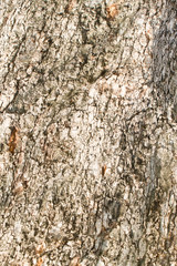 Bark tree, wood pattern background, Tree bark textured