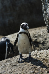 African Penguins at Simonstown (South Africa)