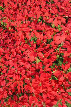 poinsettia flowers