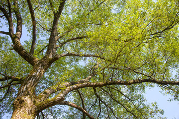 branches with sunshine