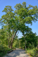 wooden path in a forest
