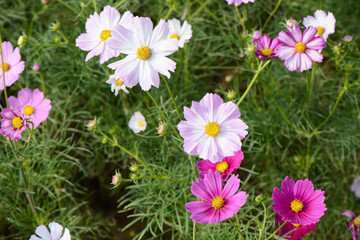Obraz premium cosmos flowers in a field