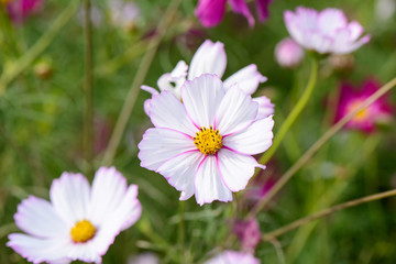 cosmos flower