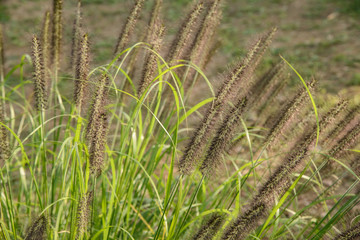 foxtails in a field
