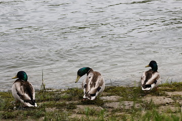 Drei männlichen Stockenten am Fluß